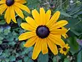 Rudbeckia hirta in a German front garden