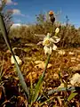 Narcissus tortifolius at Peñas Blancas