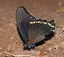 P. n. nireus ventral sideBobiri Forest, Ghana