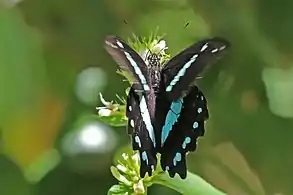 P. n. pseudonireus, Harenna Forest, Ethiopia