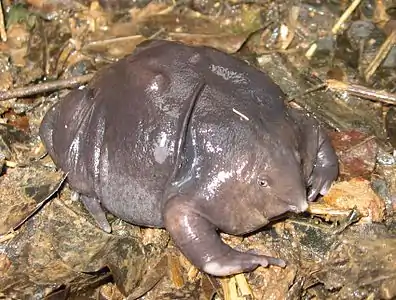 The purple frog is a species of amphibian found in India.