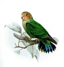 Drawing of green parrot with orange head and black and blue tail tips