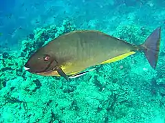 Sleek unicornfish, Naso hexacanthus