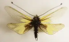 Museum specimen