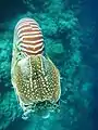 Palau nautilus viewed from above