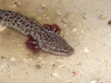 A spotted salamander with red gills.