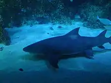 A sicklefin lemon shark swimming closely over a patch of sand