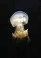 Nomura's jellyfish