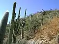 Plants in habitat at Zapotitlan De Las Salinas, Puebla