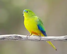 Male orange-bellied parrot perched on a twig