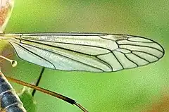 Wing detail