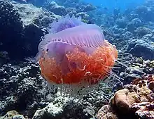 Purple and orange jellyfish in its natural habitat