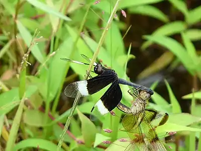 Mating pair