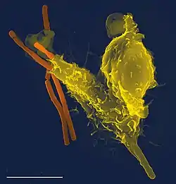 Neutrophil with anthrax copy