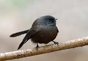 Black fantail