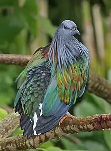 Nicobar pigeon