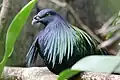 Nicobar pigeon in a U.S. zoo