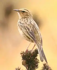 The Nilgiri pipit (Anthus nilghiriensis), a near threatened bird species