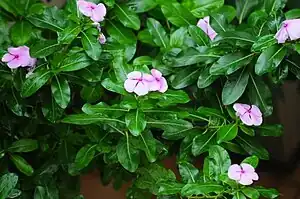 Flower plant raised in India temples