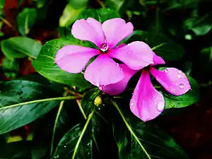 Periwinkle Plant in India