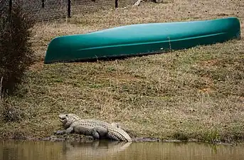 American Alligator