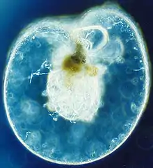 Noctiluca scintillans, a bioluminescent dinoflagellate