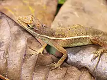 Grass Anole (Norops auratus)