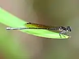 Female in Cairns