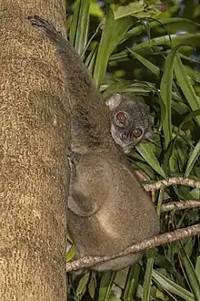 Nosy Be sportive lemur