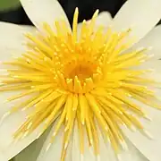 Close-up of flower