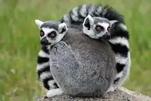 Two ring-tailed lemurs curled up together