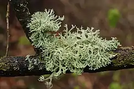 Evernia prunastri