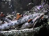 Captive epaulette sharks