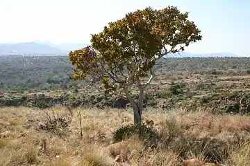 Ochna pulchra