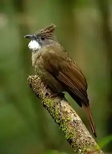 Ochraceous bulbul