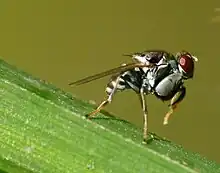 Ochthera an Ephydridae with raptorial forelegs