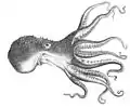 Diagram of Octopus pallidus