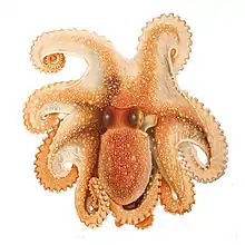 Octopus salutii