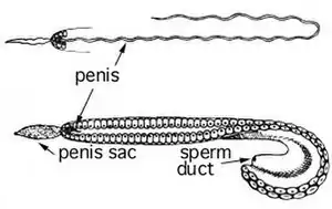 Details of the hectocotylus