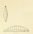 Larva