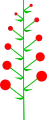 Indeterminate inflorescence with a perfect acropetal maturation.