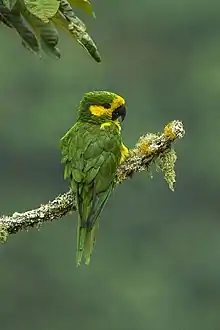 Colombia has the highest endemism in the world, with 10% of all described species. Photo: Yellow-eared parrot