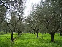 Green Olive Tree Field.