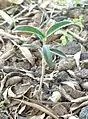 A sprout, germinated from a seed