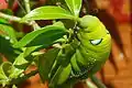 Oleander hawk moth caterpillar eating