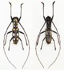 2 combined images with a dried specimen of Olenecamptus optatus viewed from the top and bottom. It has 10 white spots going along its sides on a gray "background". It has long, distinctive antennae.