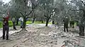 The Olive Fruit Harvest.