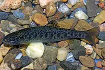 Photo of juvenile rainbow trout