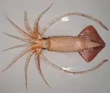 Image 87A female warty squid (Moroteuthis ingens) (from Southern Ocean)