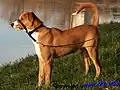 Austrian Pinscher